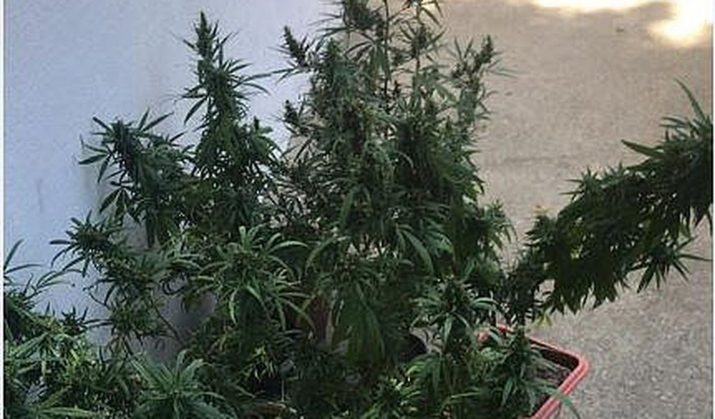 QUATRO PESSOAS SÃO PRESAS APÓS POLÍCIA FLAGRAR 11 PÉS DE MACONHA EM RESIDÊNCIA